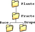Sisteme de operare — extragerea arhivei, căutarea fișierelor .txt și structura de foldere Plante