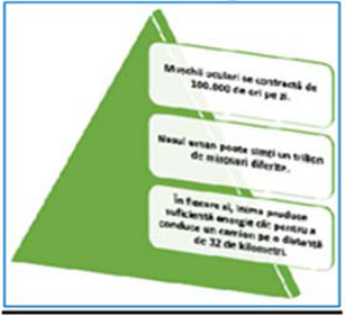 Word — document nou: text cu marcatori verzi (Arial 16) și o diagramă SmartArt de tip piramidă (figura 2)